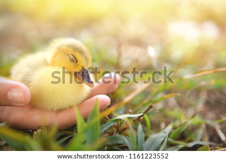 Duckling sleeping in hand, newborn baby Muscovy duck safe and protected
