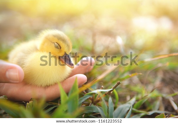 Download Duckling Sleeping Hand Newborn Baby Muscovy Stock Photo ...