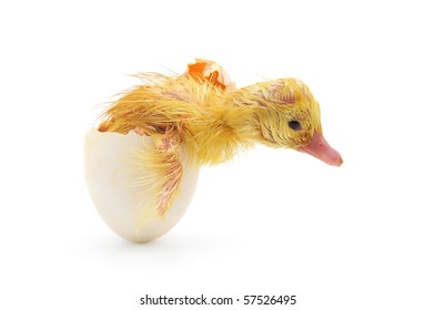 5,935 Duck With Eggs And Babies Images, Stock Photos & Vectors ...