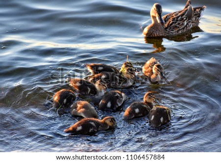 Similar – Foto Bild Mutter und Baby Muskovy Entenküken Cairina moschata