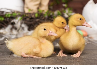 ducklings, Easter, eggs