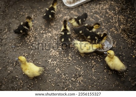 Ducklings eat grain and drink water.