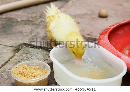 Ducklings eating food.