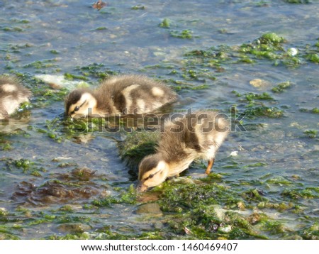 Ducklings eating seaweed at an ocean marina