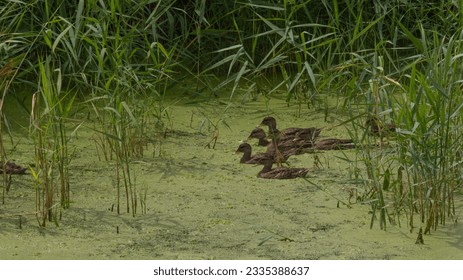 Ducklings explore reeds of an algae covered wild pond