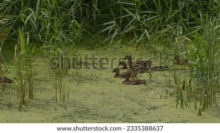 Ducklings explore reeds of an algae covered wild pond