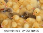 The ducklings gather in the cage. Cute yellow ducklings. Duck farming in the countryside. Abstract shapes, patterns and techniques