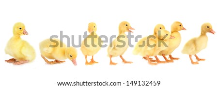 Ducklings isolated on white