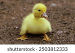 Ducklings, like all birds, hatch from eggs that are typically laid in a nest. Soon after all the ducklings hatch, the mother duck leads them to water, where most kinds of ducks spend the greater time.