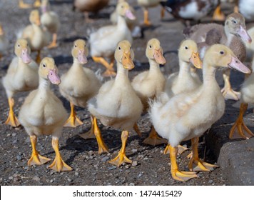 Ducklings On A Duck Farm Bathe And Eat Food