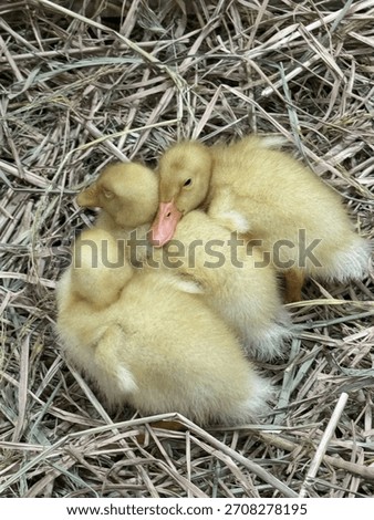 Ducklings, small but quacking cute.