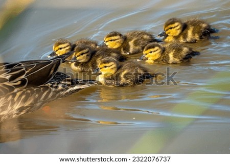 Similar – Foto Bild Mutter und Baby Muskovy Entenküken Cairina moschata