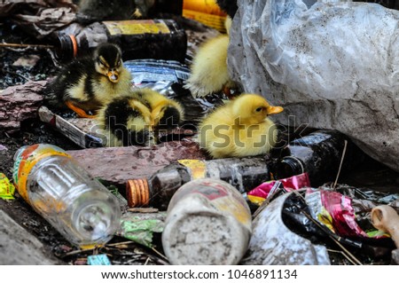 Ducklings in the trash near the village Vang Vieng, Laos, November 22, 2009