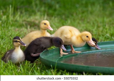 Ducklings trink water - Powered by Shutterstock