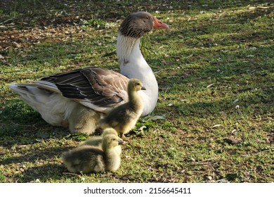 Ducklings Under The Wing Of Mother Goose