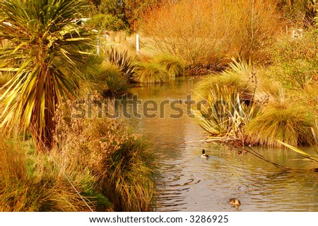 Duckpond