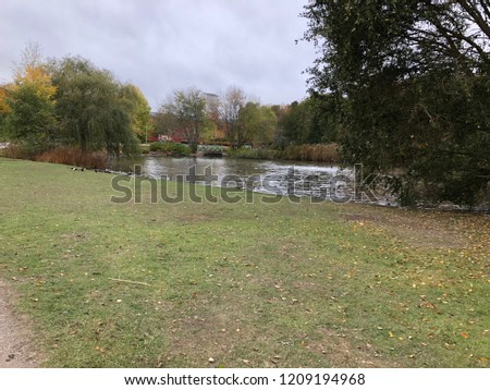 Duckpond with grass