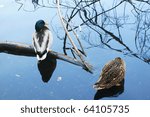 ducks