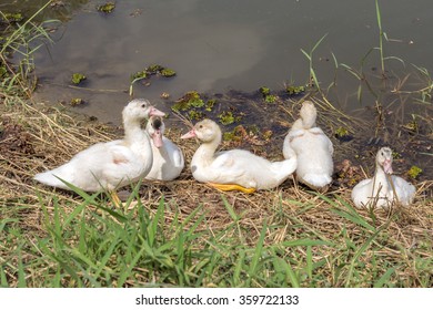ducks