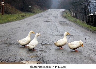 Ducks