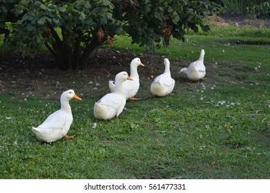 Ducks