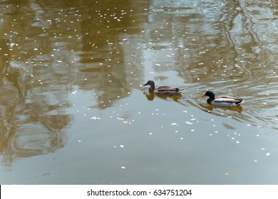 ducks
