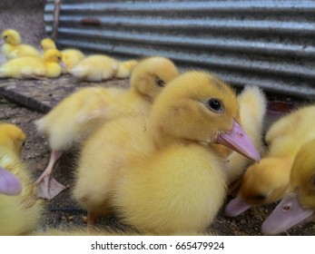 Ducks