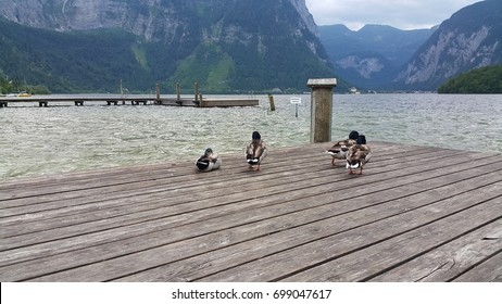 ducks