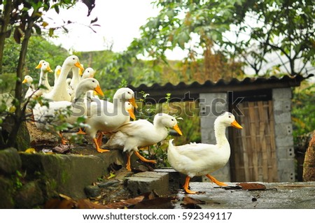 Ducks