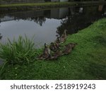 Ducks along the riverside in the UK. Picture taken on a canon PowerShot 