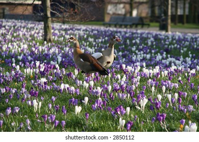Ducks among spring flowers (crocuses) in the park