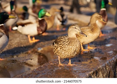 Ducks bask in the sun in the spring