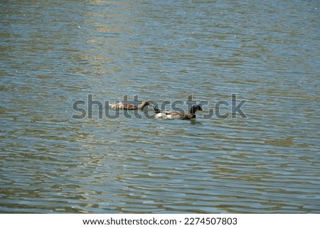 ducks birds geese seagulls storks pond river eggs