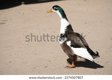 ducks birds geese seagulls storks pond river eggs
