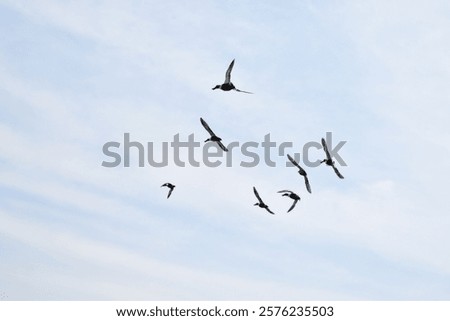 Ducks and brids flying in the sky.