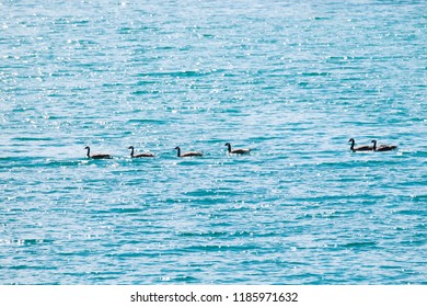 Ducks In Broad Sunlight In Green Lake, BC, Canada