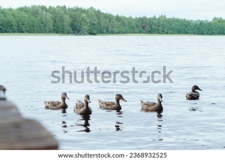 Ducks with brown and black feathers gracefully gliding across calm lake near land and bridge on warm day. Smooth movements and seemingly effortless of birds creating tranquil scene in non-urban area.
