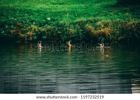 Ducks - Buttoms Up