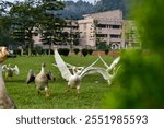 Ducks in the campus of Indian Institute of Technology, Guwahati.