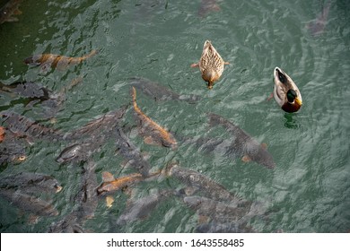 Ducks And Coy Fish Swimming In Pond