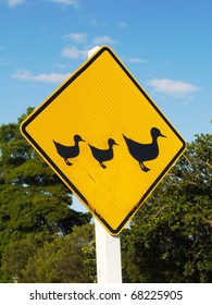 Ducks crossing!
