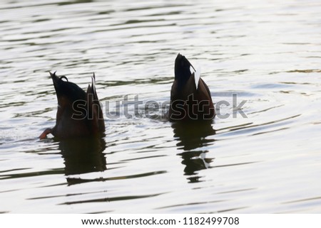 Ducks dabbling in apond