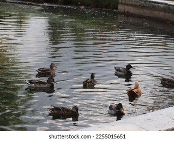 Ducks and drakes in the water
