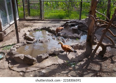 Ducks and ducklings in small pond in aviary. Birds, flora and fauna reserve. Caring for nestlings - Shutterstock ID 2218306591