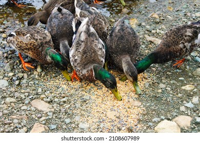 Ducks Eating Bird Seed At The Edge Of A Pond.