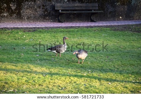 Ducks eating Green grass beside a half frosen lake in a beautiful park in Braunschweig, Germany.