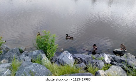 Ducks Enjoying An Evening Of Pleasure At Laurel Lakes ,Maryland.