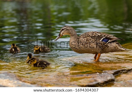 Duck's family. Mallard duck female, Anas platyrhynchos, with six baby ducklings paddling in water. Mother duck swimming with newly hatched baby ducks. Duck on the water. Mallard bathing. 