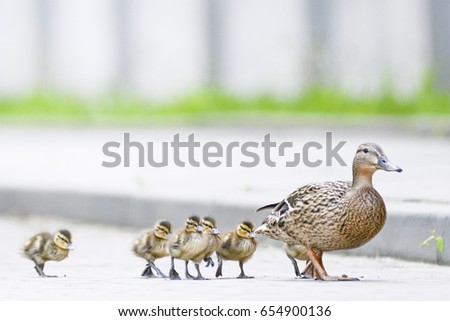 Duck's family on the walk