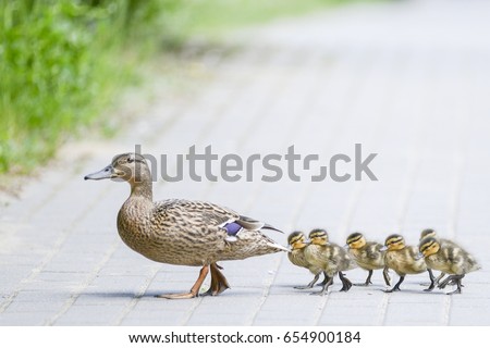 Duck's family on the walk